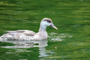 A wild duck swims through a pond in search of food.