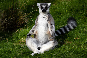 A lemur sitting upright on grass, with a striped tail curled beside it and a relaxed posture. The background includes some foliage and grass, giving a natural and serene setting.