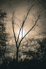 Obraz premium The photo depicts a silhouette of a leafless tree against a cloudy sky with the sun behind the clouds, creating an eerie and atmospheric scene.
