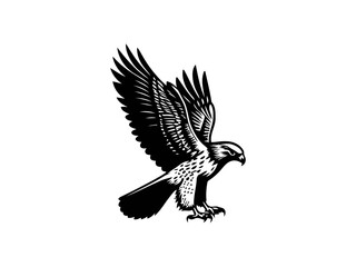 Fototapeta premium Majestic Hunter: Hawk Vector Illustration for Wildlife Designs and Powerful Art