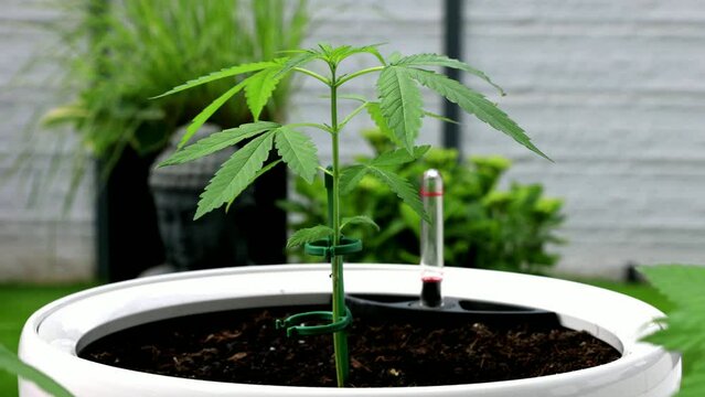 Marihuana Cannabis Video Outdoor Aufzucht