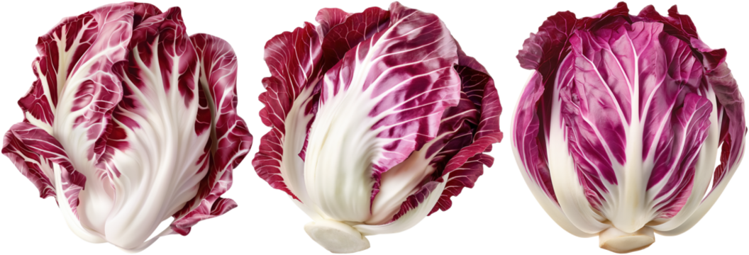 set of radicchio cabbage, cut out