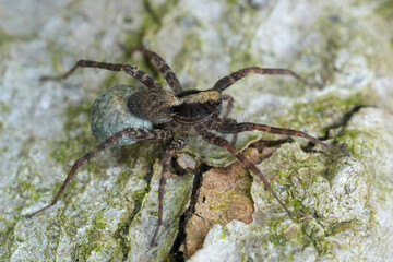 Closeup on a European wolf spider, Pardosa species, carrying it's eggsac