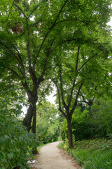 Dirt road surrounded by lush, dense, dark green trees in a park in Madrid city.