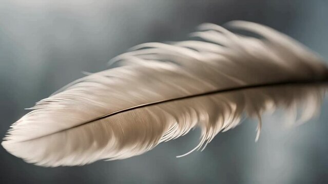 Close up of a white feather, A close-up of a feather gently blowing in the wind