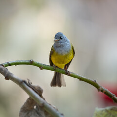 Canary-flycatcher bird perched on a branch