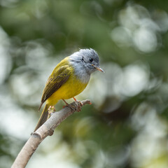 Canary-flycatcher bird perched on a branch