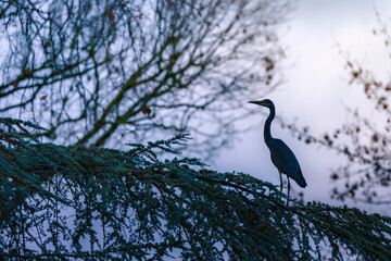 Blue heron perched on a tree branch