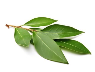 Fototapeta premium Bay leaf isolated on white background