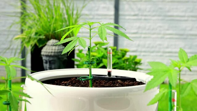Marihuana Cannabis Video Outdoor Aufzucht