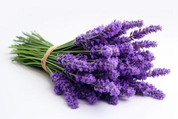 Lavender isolated on white background