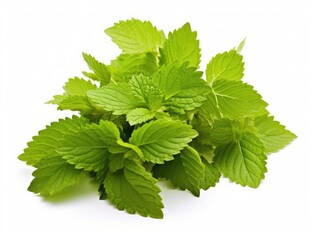 Lemon balm isolated on white background