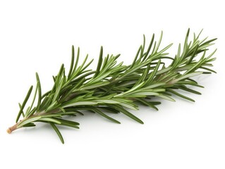 Fototapeta premium Rosemary isolated on white background
