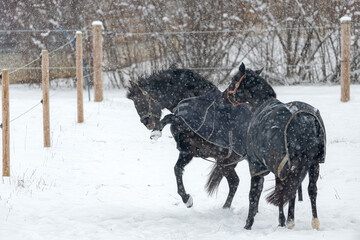 Horses in winter coats play and gallop around the paddock under the falling snow.