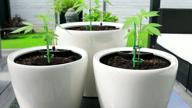 Marihuana Cannabis Video Outdoor Aufzucht