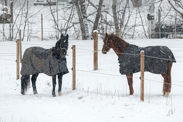 Horses in winter coats play and gallop around the paddock under the falling snow.