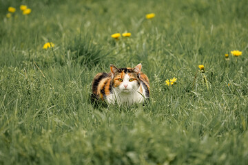 A red and black cat hunts in the grass for food.