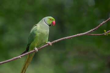 Ringed Necked Parakeet in Hyde Park Central London, United Kingdom against greeen background isolated.