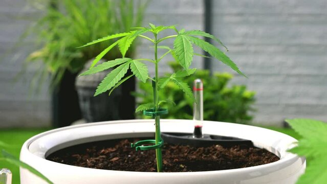 Marihuana Cannabis Video Outdoor Aufzucht