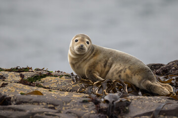 Fototapeta premium Grey Seal Pup on the coastal shore Isle of Skye Scotland European Wildlife Comical playful common seal (Phoca vitulina) pup lying on front on beach looking at camera