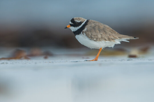 Ringed Plover (Charadrius hiaticula). This is a small plover that breeds in Arctic Eurasia. Bird on beach during migration. Wildlife scene of nature in Europe.