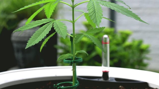 Marihuana Cannabis Video Outdoor Aufzucht