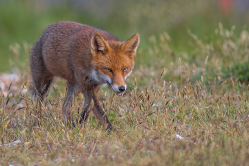 Close up of a Red fox standing in green grass