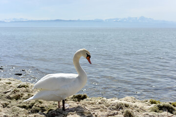 A swan walks along the shore of a reservoir in search of food.