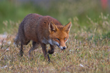 Close up of a Red fox standing in green grass
