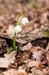 Vertical closeup shot of a spring snowflake flower growing among autumn leaves