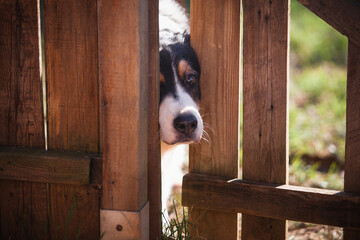 Curious dog spying behind a fence