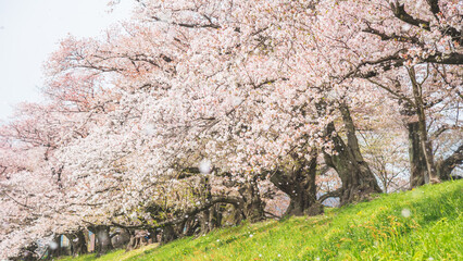 Sakura blooming trees are adorned with delicate white and pink flowers