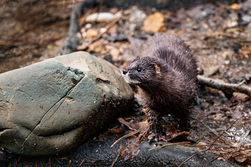 a small animal is walking in the middle of a pile of rocks
