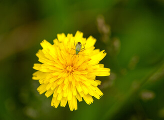 Green bug on yellow flower with green background and grass
