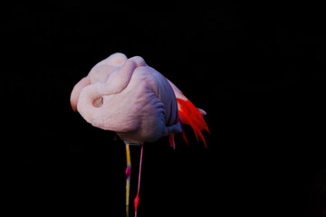 A flamingo is standing on a black background