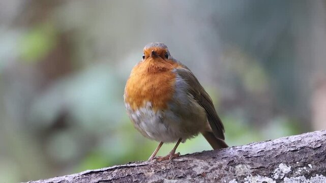 Cute Robin bird perched on branch and looking around on blur background