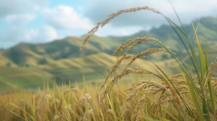 Fototapeta premium Close-up of ripe rice ears swaying gently in the breeze against a backdrop of rolling hills