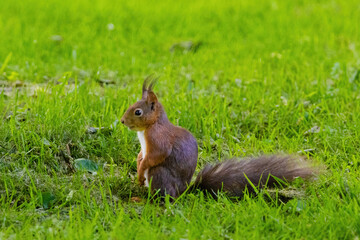A small brown squirrel is walking through a grassy field