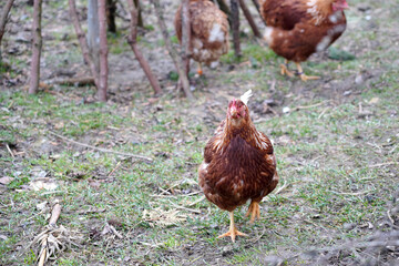 Chickens run around on the grass in a fenced chicken coop.