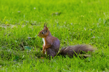 A small brown squirrel is walking through a grassy field