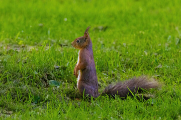 A small brown squirrel is walking through a grassy field
