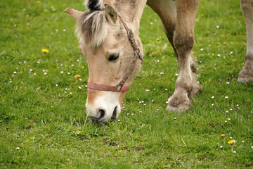 A horse grazes in a meadow and eats green grass.