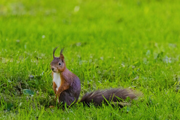 A small brown squirrel is walking through a grassy field