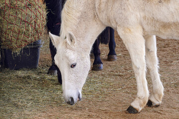 A horse eats hay in a pet pen.