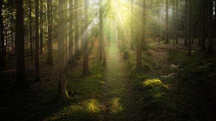 Magical sun beams in the forest with a woodland path.	
