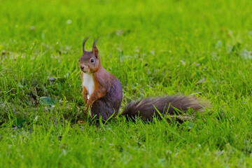 A small brown squirrel is walking through a grassy field