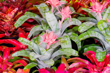 Bromelia multicolor plant with colorful leaves. Field of planted plants texture background natural.