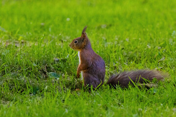 A small brown squirrel is walking through a grassy field