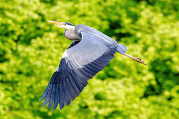 Grey Heron with a long neck flying through the air