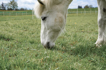 A horse grazes in a meadow and eats green grass.